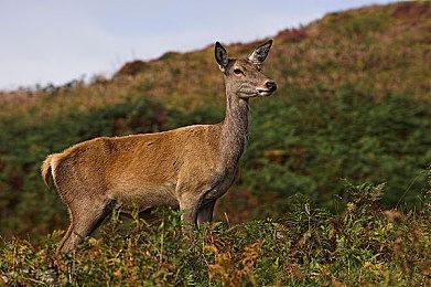 传闻：《刺客信条：英灵殿》第三个DLC标题是“诸神黄昏的黎明”